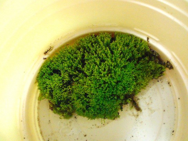 Apparition de la vie végétale ...